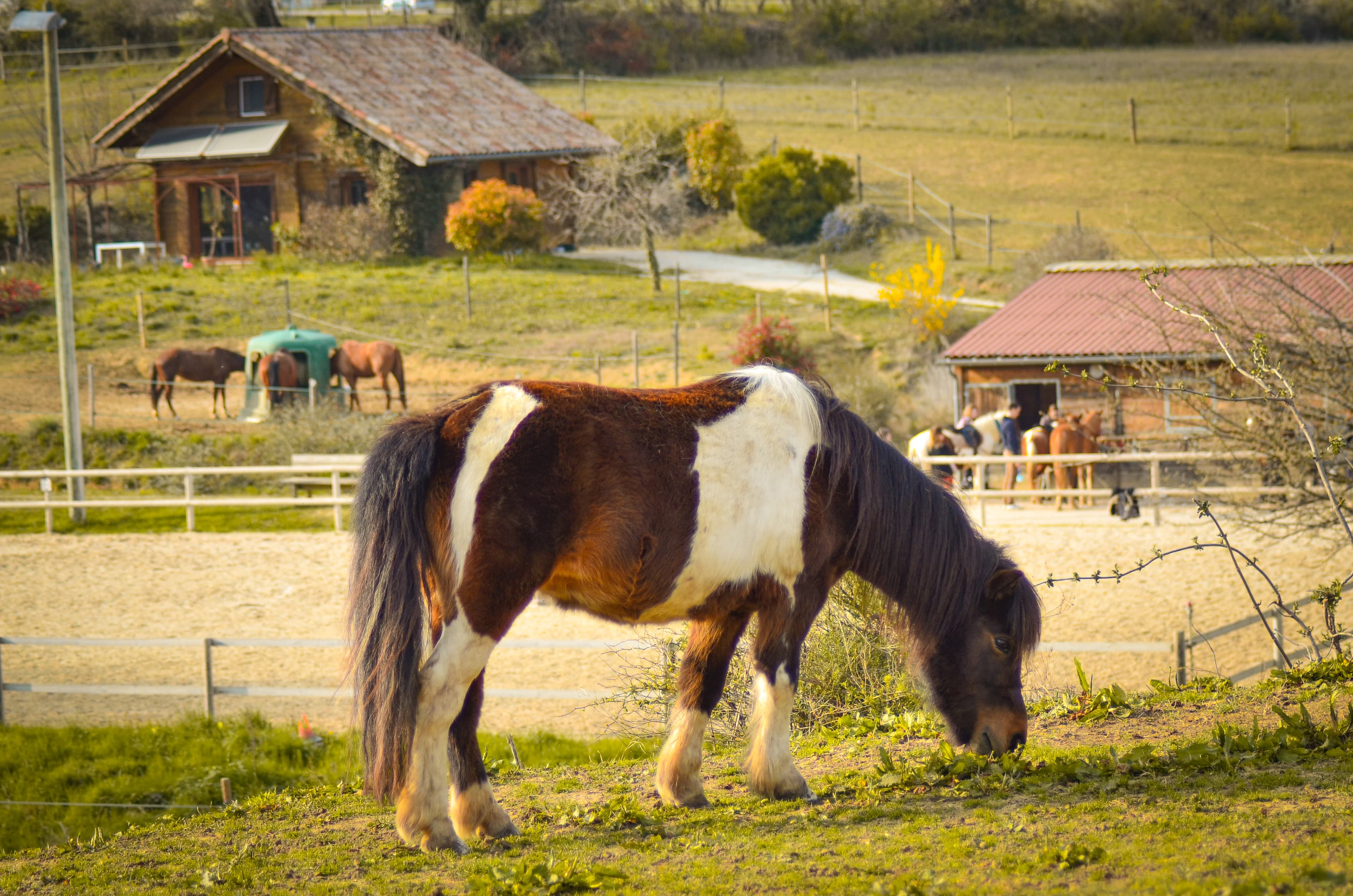 Poney du club