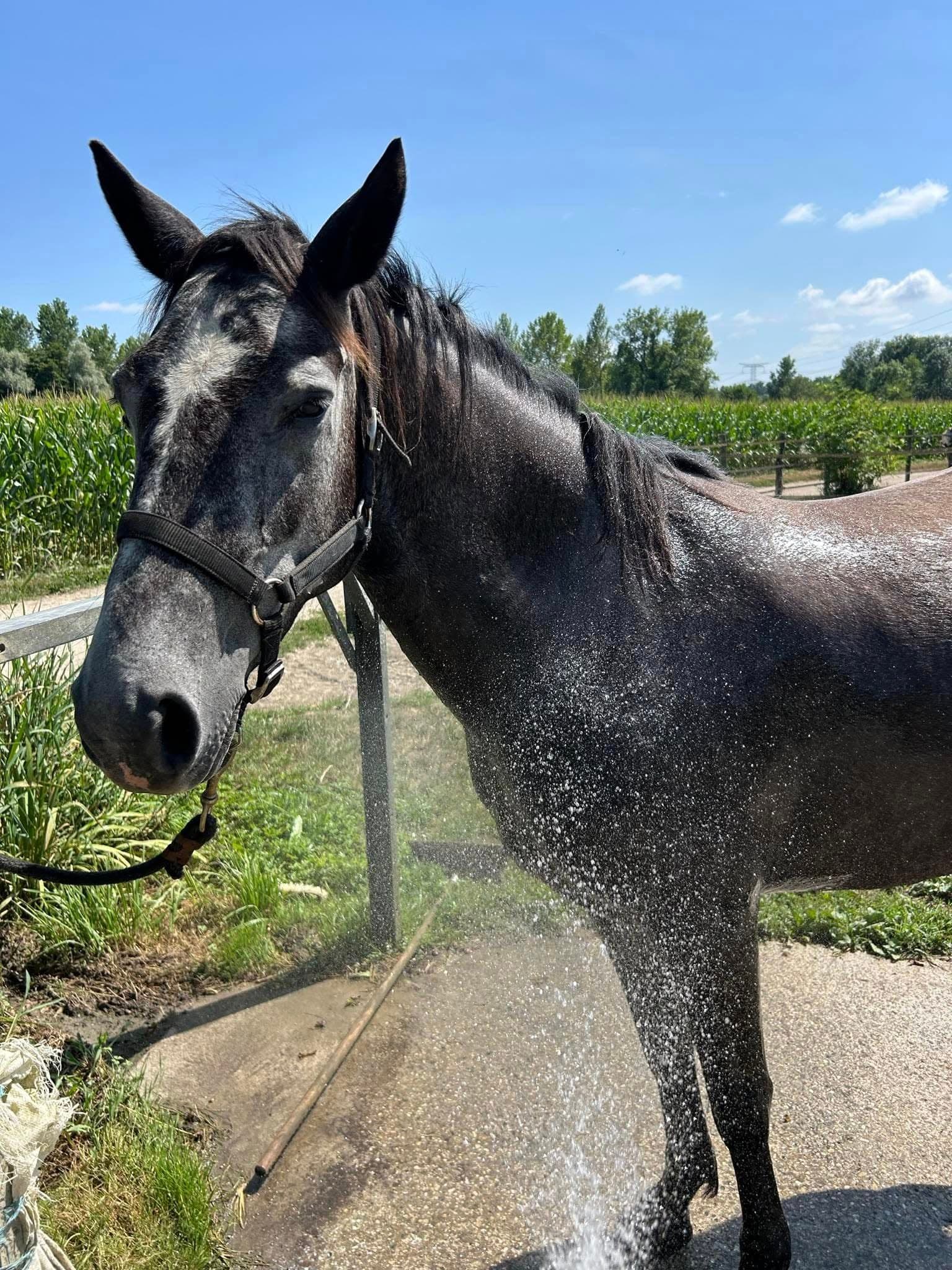 Kim Girl des rivières